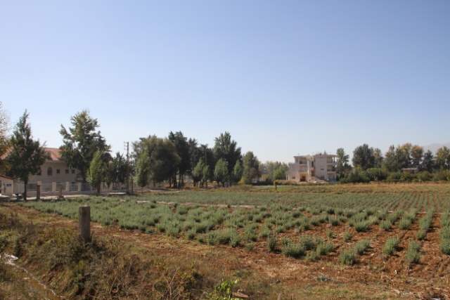 Cultivation of Origanum syriacum